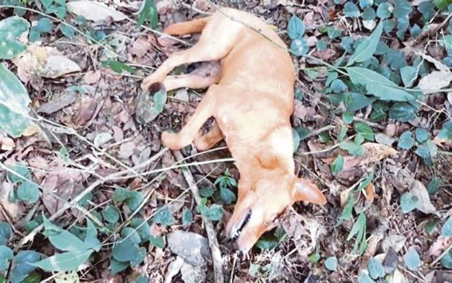 Chú chó hy sinh khi cứu cả gia đình nhà chủ khỏi trăn dài 6 m