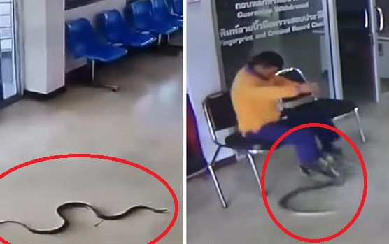Video: Phản ứng bất ngờ của người đàn ông khi bị rắn bò vào đồn cảnh sát tấn công