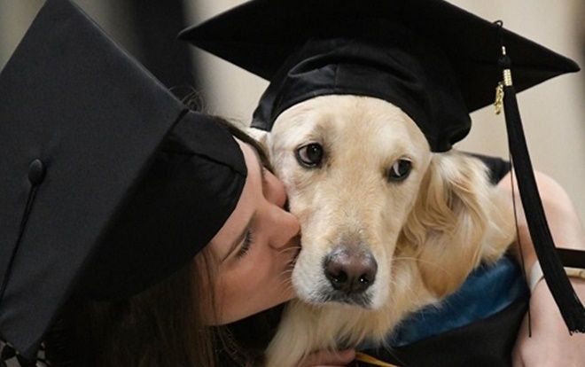 Hy hữu: Lần đầu tiên có chú chó được ĐH Mỹ trao bằng danh dự chỉ vì lý do này…