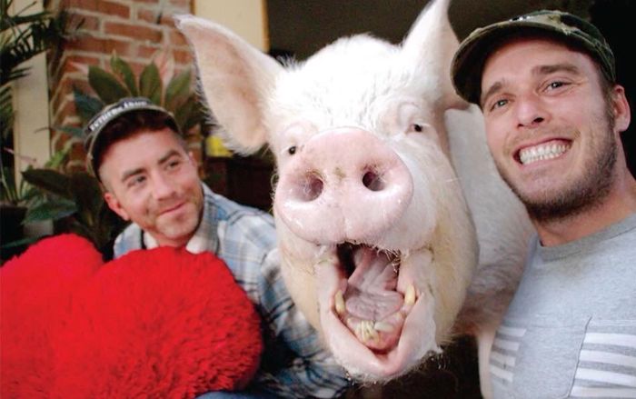 Chú lợn 'phi thường' chiến thắng ung thư này chính là thú cưng có sức ảnh hưởng nhất mạng xã hội 2018