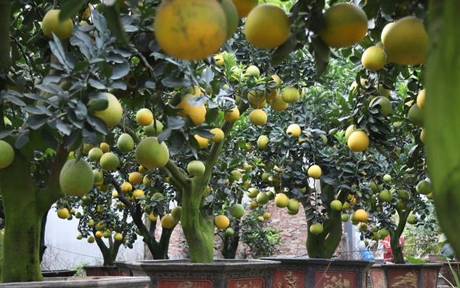 Mãn nhãn với vườn bưởi cảnh cổ thụ tiền tỷ được đại gia 'săn' chơi Tết