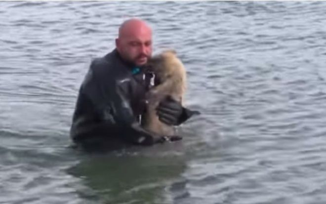 Chó bất động giữa mặt hồ đóng băng