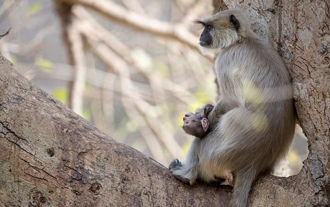 Xúc động hình ảnh khỉ mẹ ôm khư khư xác con trên tay, quyết không rời