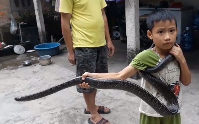 Bé trai 7 tuổi người Việt tay không chơi với rắn dài 2 m lên báo Tây