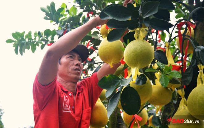 Nhà giàu Sài Gòn săn bưởi vàng giá khủng: 70 triệu/cây, gần 1 triệu đồng/quả