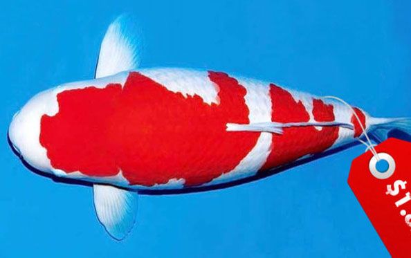 Cá chép Koi Nhật Bản đắt nhất thế giới với giá 1,8 triệu USD