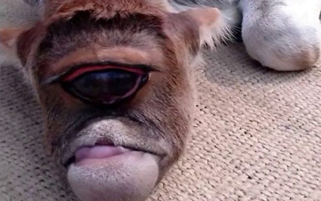 Chú bê một mắt khổng lồ được dân Ấn Độ tôn thờ như vị thần