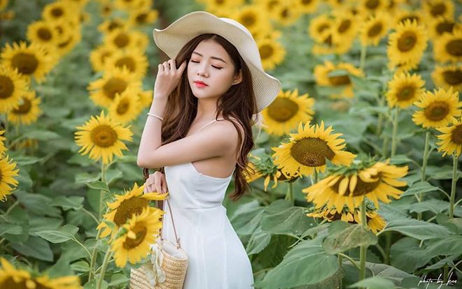 Nữ sinh Đại học Luật khoe 3 vòng đẹp như tranh giữa cánh đồng hoa hướng dương