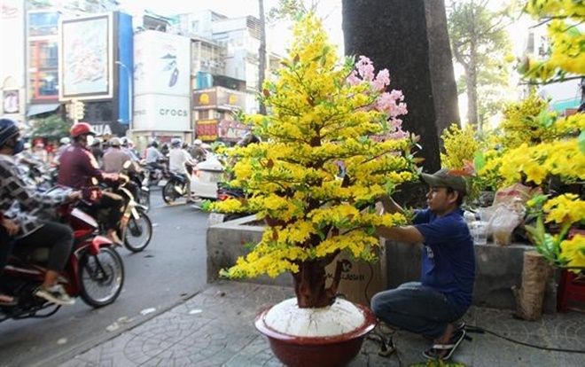 Mai, đào giả 'đắt cắt cổ' 70-80 triệu đồng/chậu xuống đường phục vụ tết