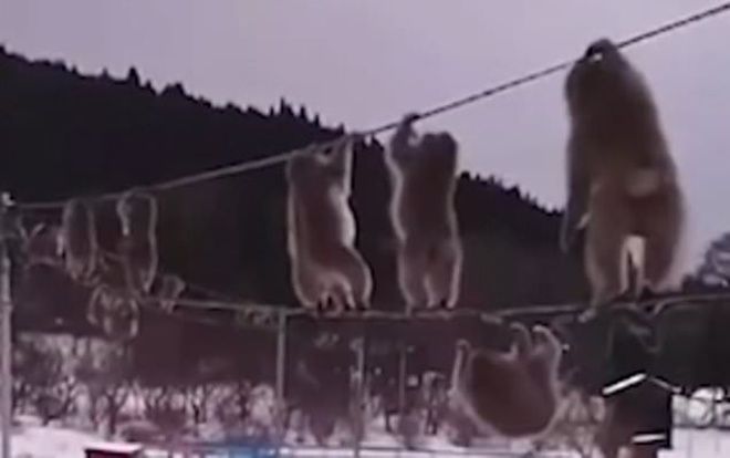 Video đàn khỉ nối đuôi nhau đu dây để giữ ấm gây bão mạng