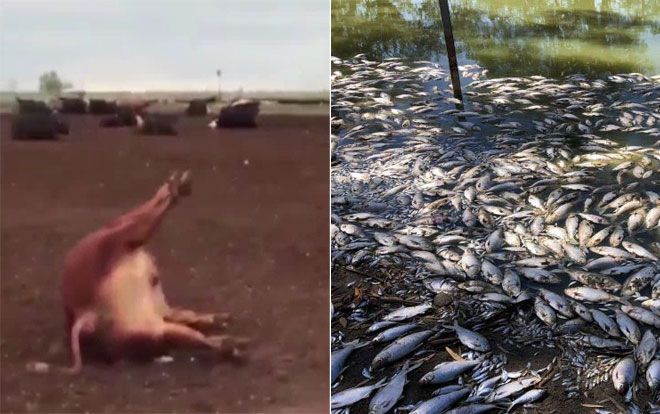 1.000 con bò ở Argentina 'đột tử', cá chết trải dài 40 km ở Australia vì cùng một nguyên nhân này