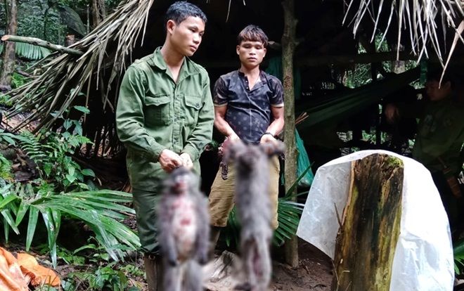 Dùng súng tự chế bắn chết 2 cá thể Voọc xám quý hiếm, nhóm thợ săn bị bắt