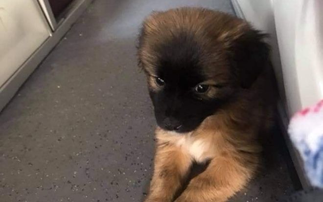 Mang chó mèo lên xe khách: Nên hay không và luồng ý kiến trái chiều từ cư dân mạng