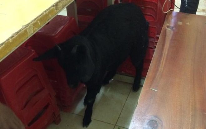 Đánh lạc hướng giám thị bằng chiêu dắt dê con vào phòng thi, nam sinh nhận cái kết không như là mơ