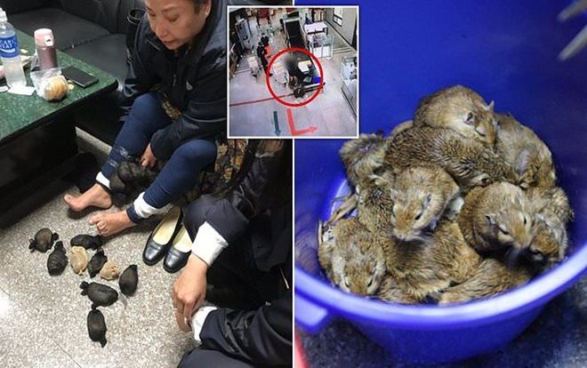 Người phụ nữ giấu 24 con chuột dưới váy bị bắt ở Đài Loan