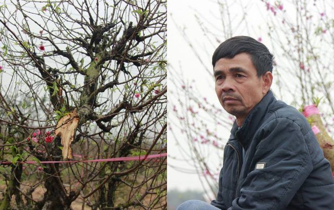 11 gia đình uất nghẹn vì bị chặt phá hàng trăm gốc đào bán Tết trong khi mải xem đội tuyển Việt Nam đá bóng