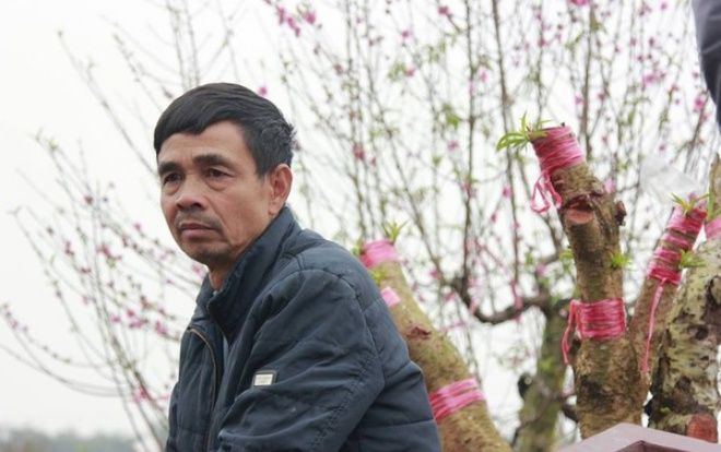 Một chủ vườn uống thuốc sâu tự tử sau vụ hàng trăm gốc đào bị kẻ gian phá hoại