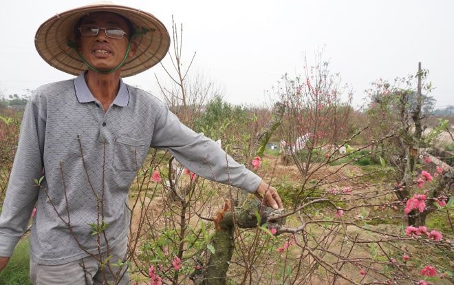 Vụ chủ vườn nghi tự tử vì bị chặt hàng trăm gốc đào: 'Ít ngày nữa là Tết rồi mà còn xảy ra cơ sự, chúng tôi ai cũng mất ăn mất ngủ'