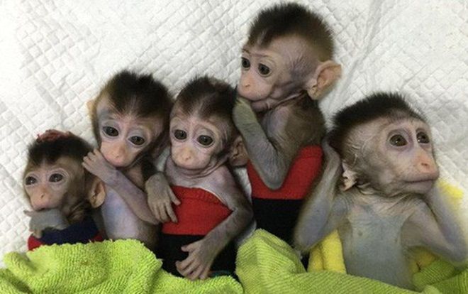 Các nhà khoa học Trung Quốc lại vừa nhân bản thành công 5 con khỉ biến đổi gen đầu tiên trên thế giới