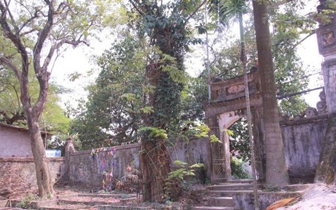 Ngày mai chặt hạ cây sưa từng được đại gia trả giá 100 tỷ ở Hà Nội