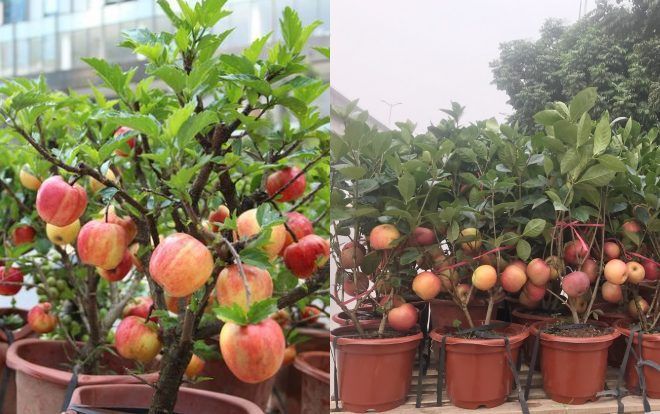 Đến các nhà khoa học trên thế giới cũng chào thua với sáng tạo của dân buôn: Táo bonsai trĩu quả ‘mọc’ trên cây dâm bụt