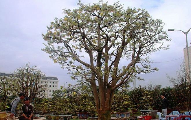 Những 'lão' mai trăm tuổi được rao bán hàng tỷ đồng tại các hội chợ hoa Tết