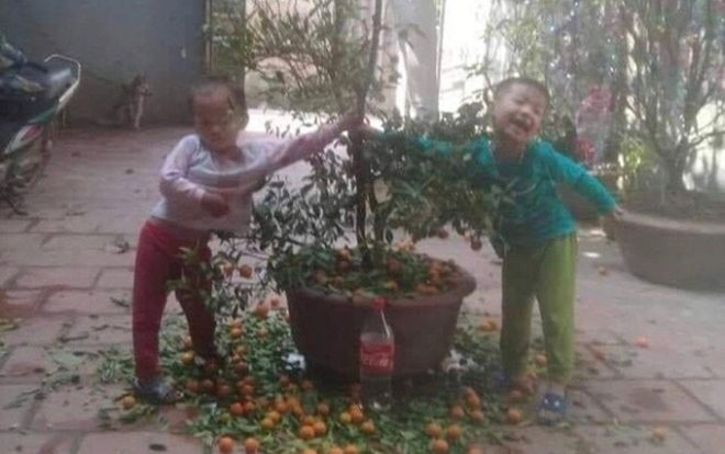 Mua được cây quất siêu ưng ý nhưng chưa kịp đón Tết thì ông bố đã ‘khóc ròng’ trước sự nghịch ngợm của 2 cậu con trai