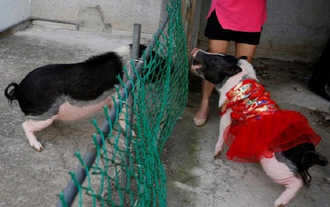 Năm Kỷ Hợi, giới trẻ Trung Quốc đua nhau nuôi lợn cảnh