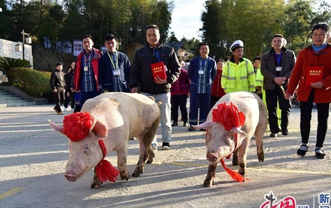 Công ty Trung Quốc 'chơi trội' khi thưởng Tết nhân viên xuất sắc 2 con lợn