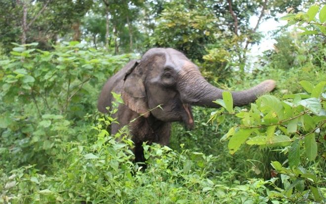 Tá hỏa phát hiện thi thể người đàn ông nghi bị voi rừng giày xéo
