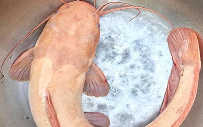 Ngày Tết ra đồng bủa lưới, bắt được cá trê vàng dài hơn nửa mét