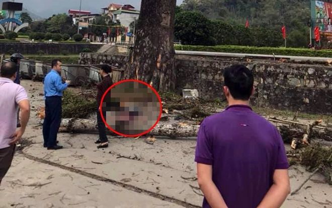 Nam thanh niên đi bộ trên đường bị cành cây gạo lớn rơi trúng người tử vong