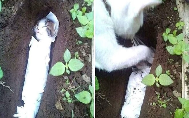 Mèo mẹ tự đào hố chôn mèo con gây xúc động