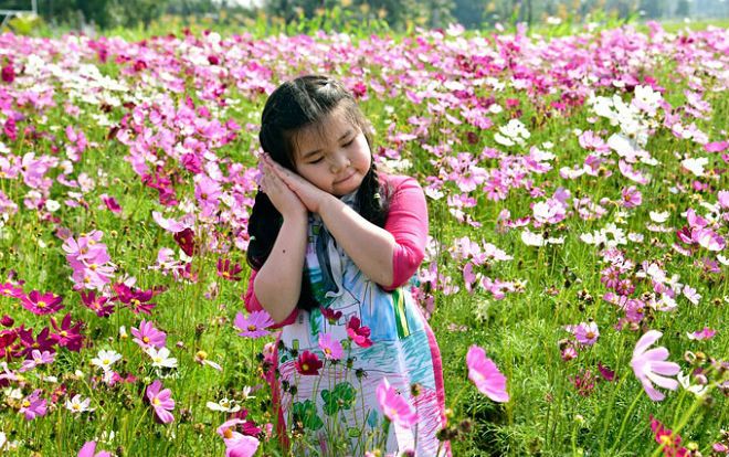 Người dân Kiên Giang 'sống ảo' cháy máy ở vườn hoa sao nhái cực đẹp