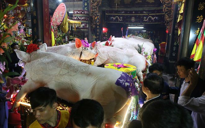 17 'ông lợn' được tuyển chọn và trang trí đẹp mắt tham gia lễ hội ở La Phù