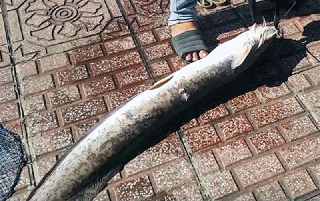 Cá trê 10 ký, dài gần một mét mắc câu ở kênh Nhiêu Lộc
