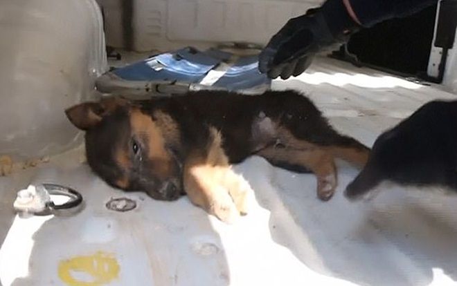 Lực lượng cứu hộ giải cứu hai chú chó mắc kẹt trong đống đổ nát Syria gây xúc động