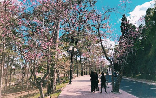 Ngắm công viên trổ đầy mai anh đào đẹp như trong cổ tích ở Đại học Đà Lạt