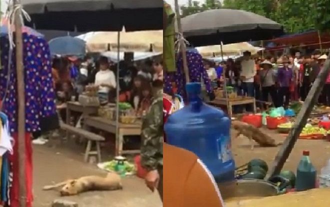 Chú chó bị nhóm thanh niên đánh đập dã man khiến nhiều người phẫn nộ