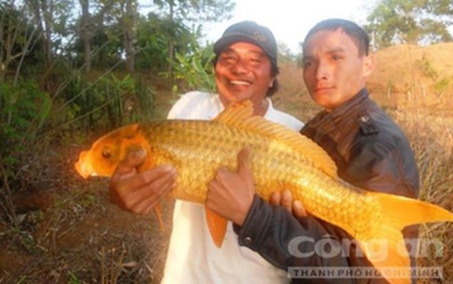 Săn 'báu vật' dưới Biển Hồ: Của hiếm, vật lạ ở hồ nước ngọt huyền bí