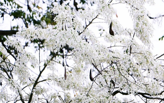 Hoa sưa khoe sắc trắng tinh khôi khắp phố phường Hà Nội trong tiết trời giao mùa