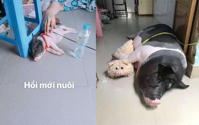 Hí hửng mua heo 'mini' về làm thú cưng, sau thời gian chăm bẵm gia chủ câm nín khi chúng phát tướng như heo nái