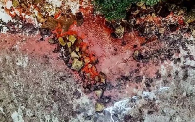Bãi biển đột nhiên nhuộm đỏ như máu, lý do phía sau khiến ai cũng sửng sốt