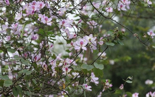 Chùm ảnh: Hoa ban dịu dàng khoe sắc tím dưới trời Hà Nội