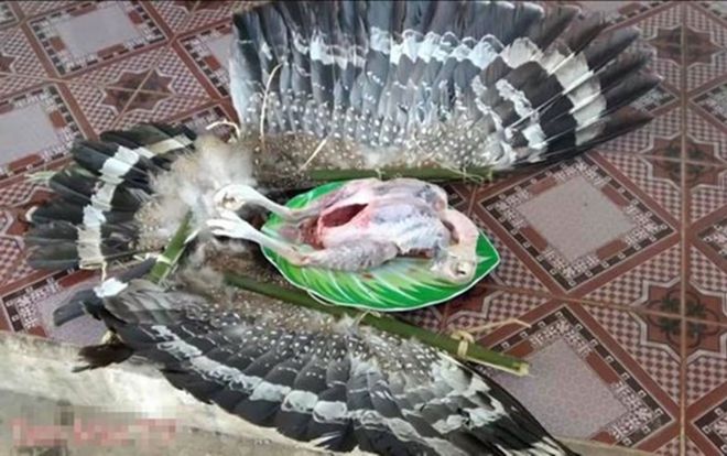 Hà Nội: Không xác định được loài chim bị hai anh em Tam Mao làm thịt (!)