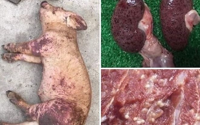 Thực hư tin đồn dịch tả lợn Châu Phi lây sang người gây hoang mang dư luận