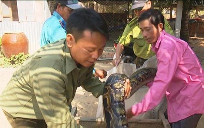Thả 2 con trăn đất nặng gần 80kg về Vườn quốc gia Tràm Chim