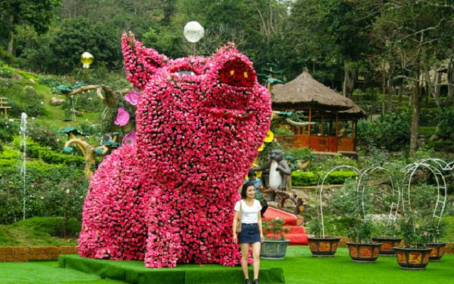Ngắm chú lợn khổng lồ kết từ hơn vạn bông hồng tươi ở Ba Vì