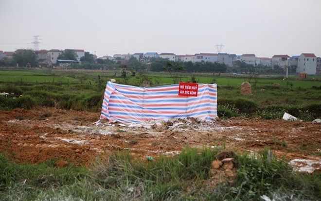 Hà Nội phát hiện thêm ổ dịch tả lợn châu Phi ở Sóc Sơn