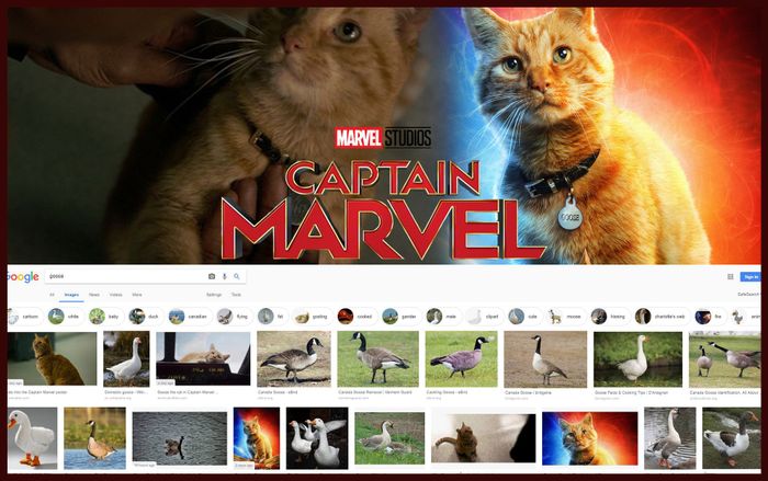 Không chỉ tỏa sáng trong 'Captain Marvel', mèo Goose chiếm cả 'spotlight' của loài ngỗng!